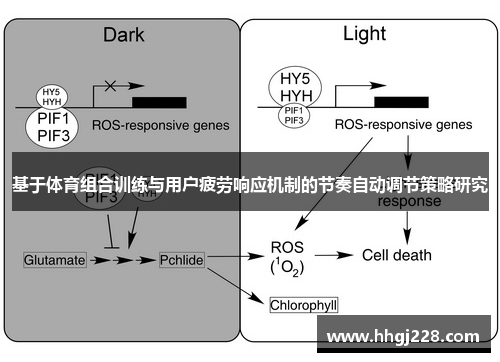 基于体育组合训练与用户疲劳响应机制的节奏自动调节策略研究